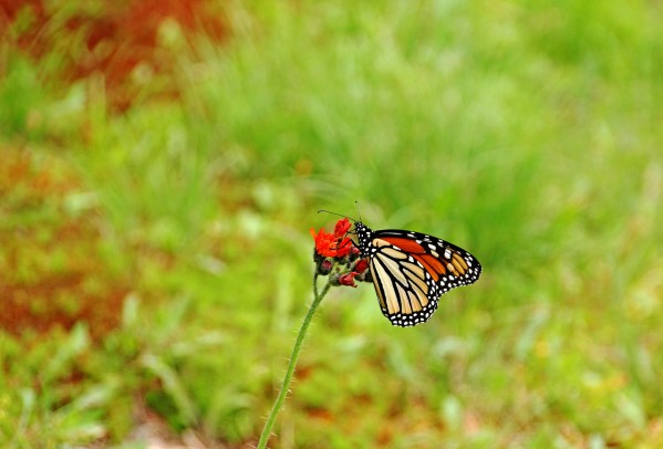 Devils Paintbrush And Monarch by Deb Oppermann